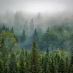 Træ krydsord - se alle svar til ledetråden træ